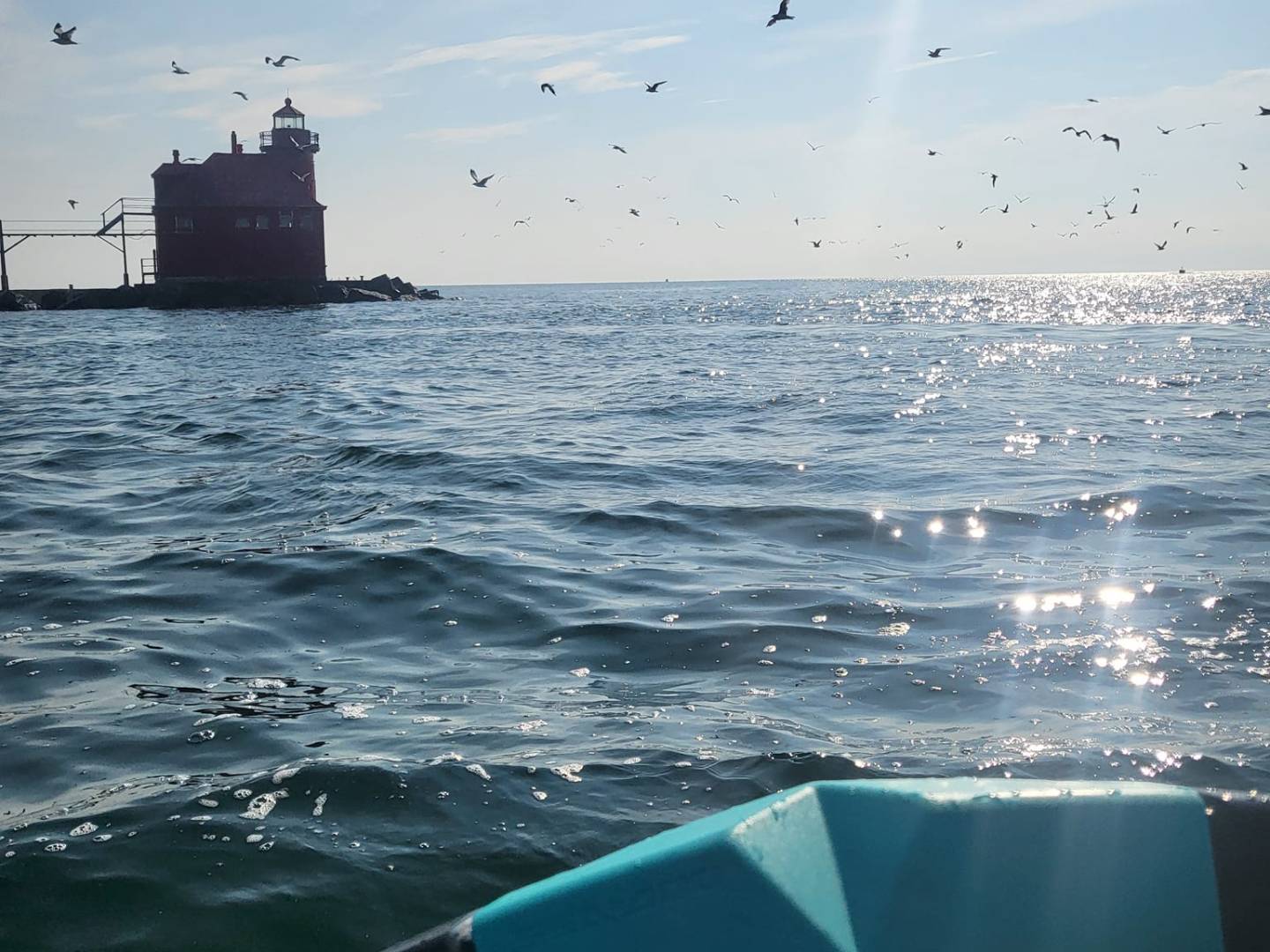 a bird flying over a body of water